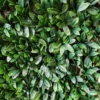 Artificial Rhododendron Leaf Expandable Privacy Screen Fence - Image 2